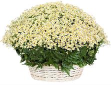 Цветочная композиция из Ромашки в корзине #REPLACE_PRED# Николаевской Краснодарского края